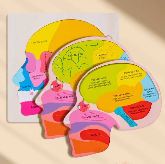 თავის ტვინის ფაზლი