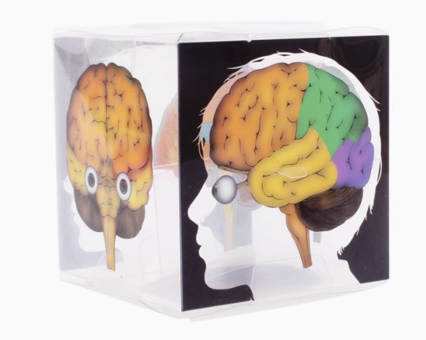 თავის ტვინი